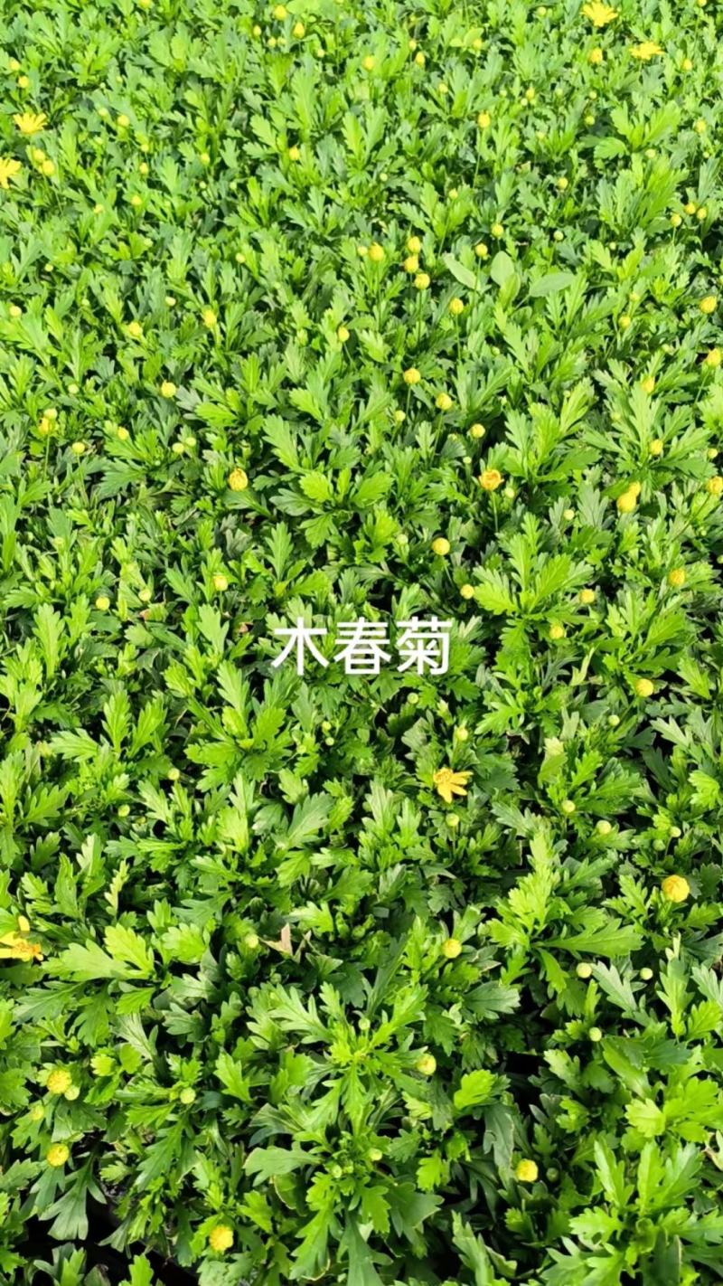 玛格利特花卉种苗基地直发一手货源批发品质保证价格美丽
