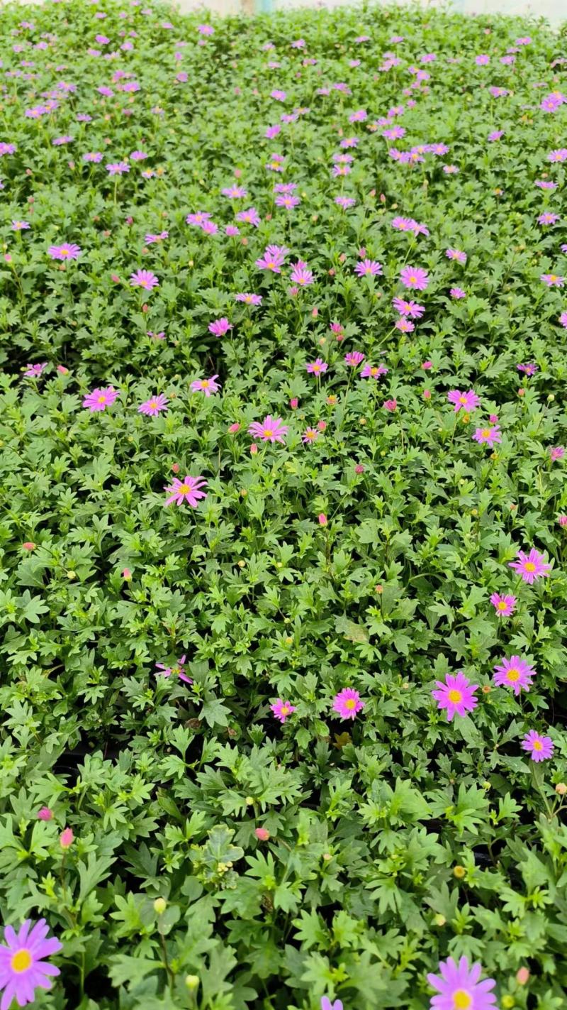 玛格利特花卉种苗基地直发一手货源批发品质保证价格美丽