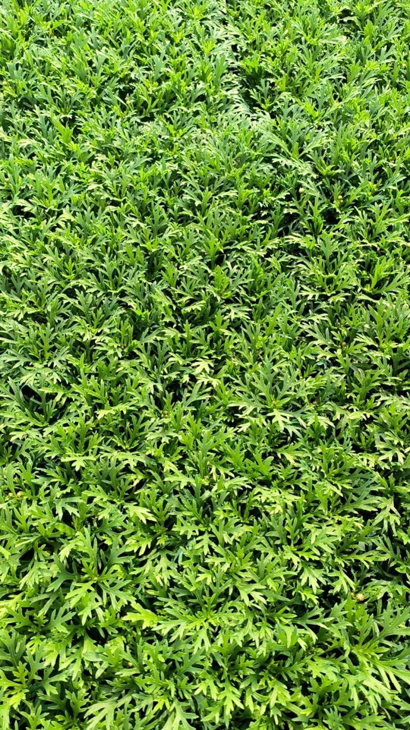 玛格利特花卉种苗基地直发一手货源批发品质保证价格美丽