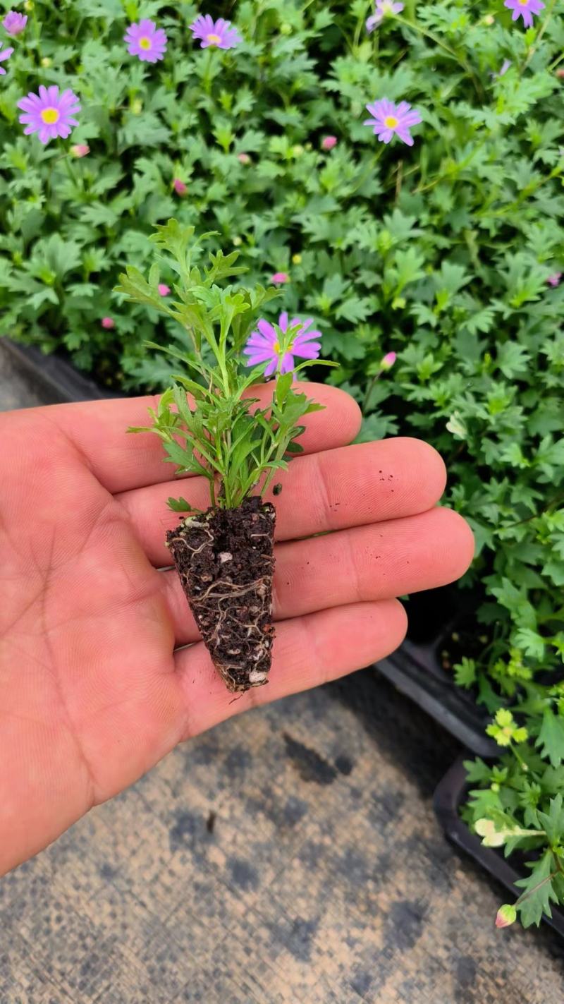 玛格利特花卉种苗基地直发一手货源批发品质保证价格美丽
