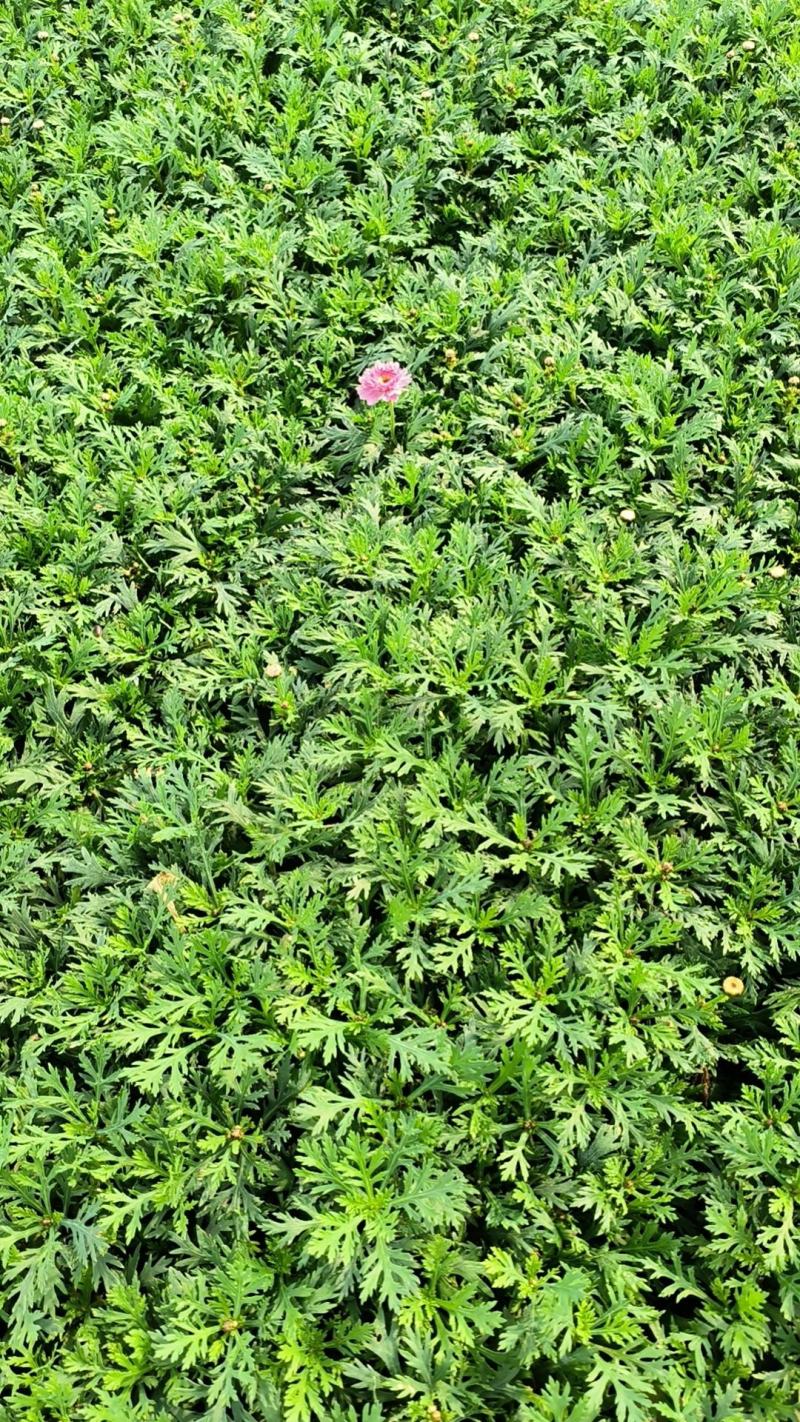 玛格利特花卉种苗基地直发一手货源批发品质保证价格美丽