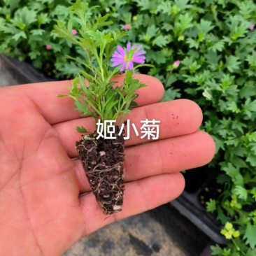 云南昆明宜良县姬小菊苗量大价格可面议基地直发欢迎下单