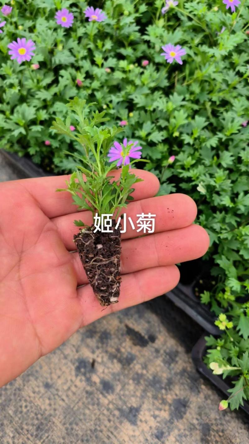 云南昆明宜良县姬小菊苗量大价格可面议基地直发欢迎下单