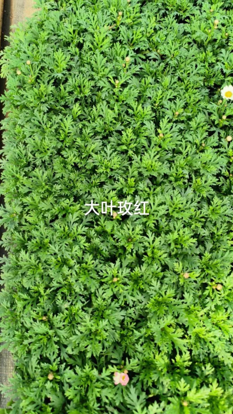 云南昆明宜良县姬小菊苗量大价格可面议基地直发欢迎下单