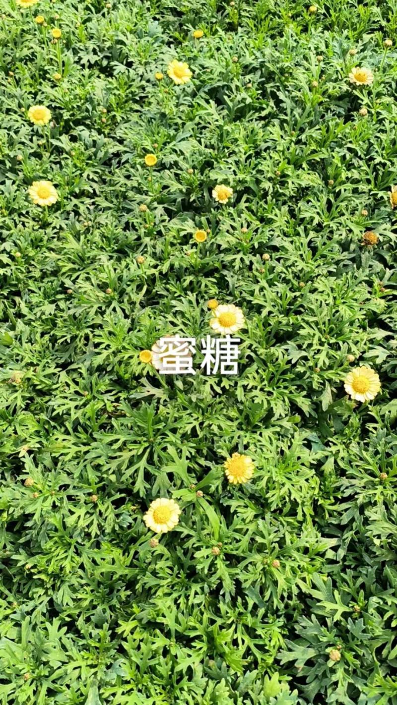 云南昆明宜良县姬小菊苗量大价格可面议基地直发欢迎下单