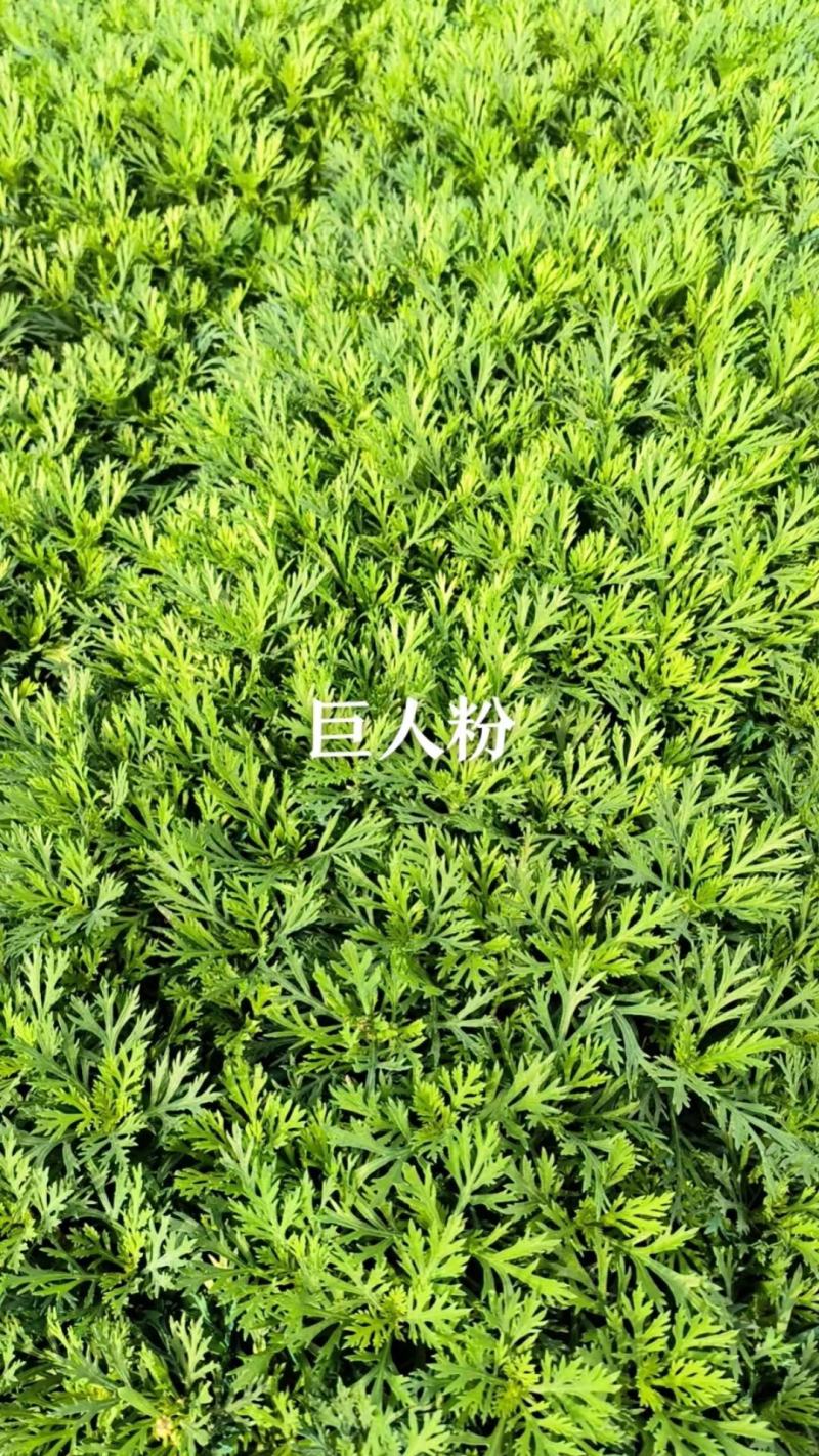 云南昆明宜良县姬小菊苗量大价格可面议基地直发欢迎下单