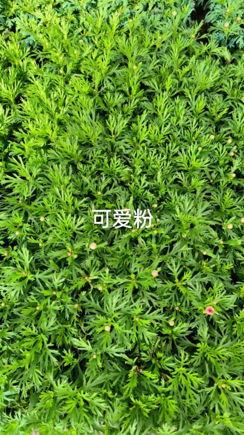 云南昆明宜良县姬小菊苗量大价格可面议基地直发欢迎下单