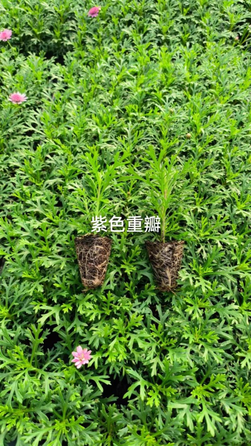 云南昆明宜良县姬小菊苗量大价格可面议基地直发欢迎下单
