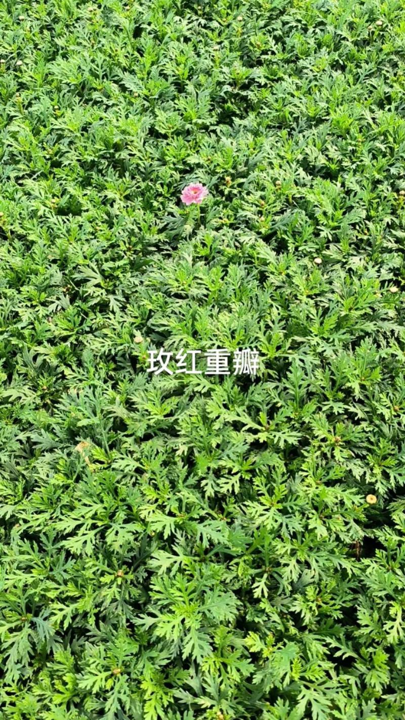 云南昆明宜良县姬小菊苗量大价格可面议基地直发欢迎下单