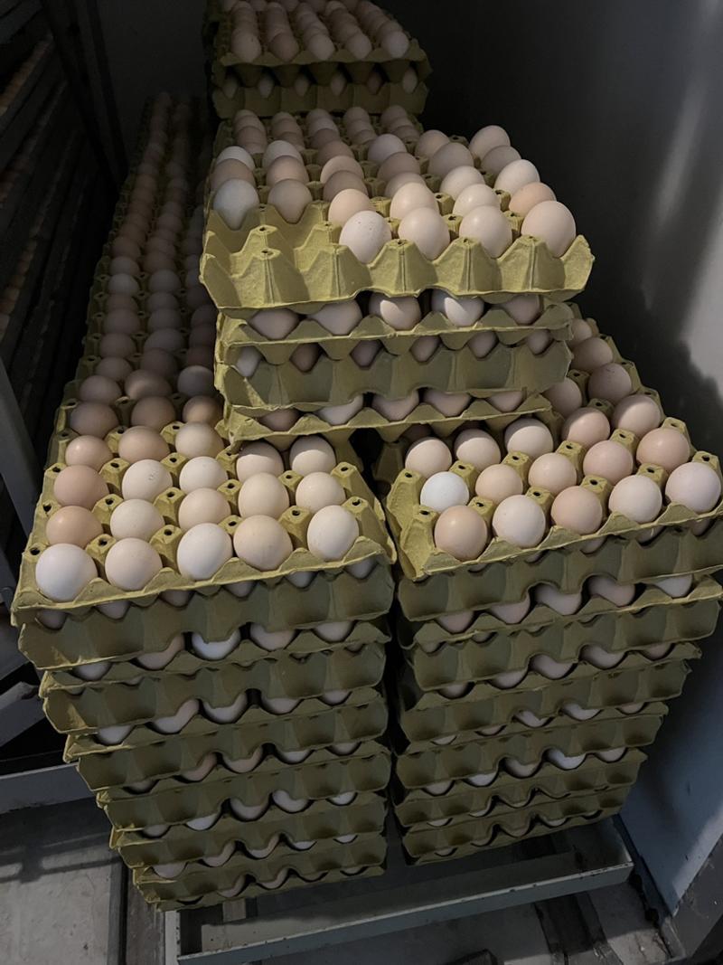 养殖场直供活珠子种蛋