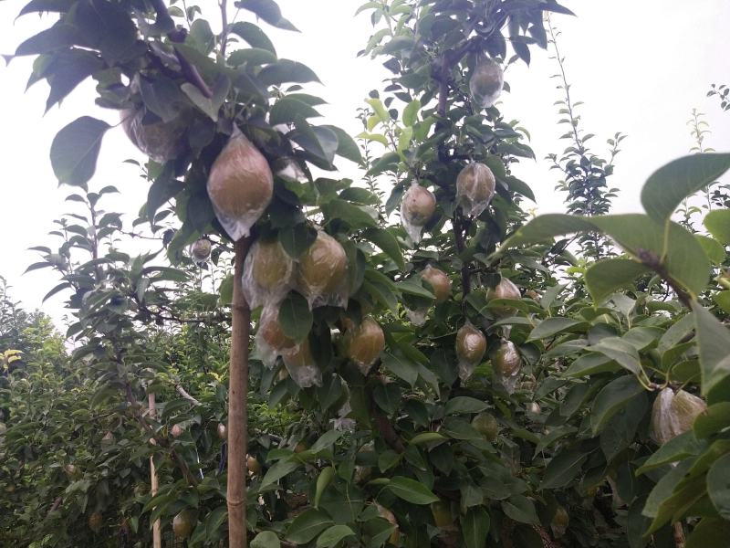 新鲜阳信媚梨七号阳信特产新梨七号皮薄多汁脆甜