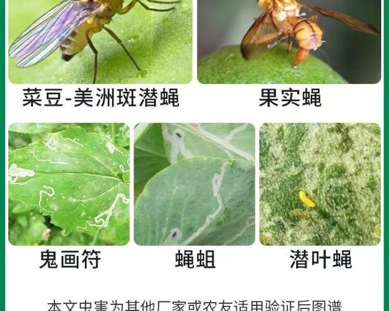 31%阿维灭蝇胺美洲斑潜蝇杀蝇蛆地图虫潜叶蝇农药杀虫剂