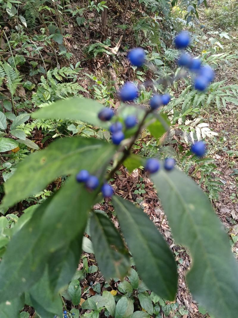 常山又名：互草、恒山、七叶、鸡骨常山