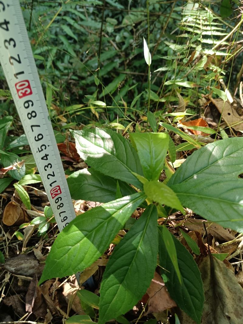 常山又名：互草、恒山、七叶、鸡骨常山
