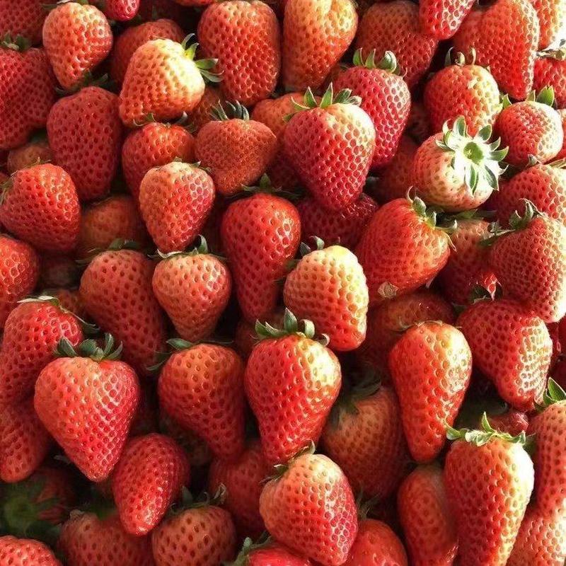 宁玉精品奶油草莓一手货源视频看货批发代发价格美丽
