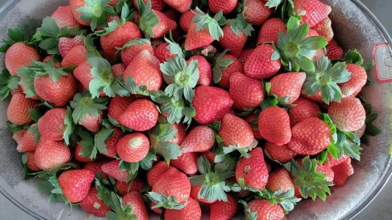 宁玉精品奶油草莓一手货源视频看货批发代发价格美丽