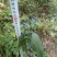 常山又名：互草、恒山、七叶、鸡骨常山