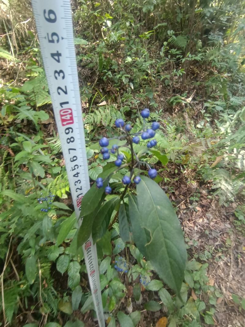 常山又名：互草、恒山、七叶、鸡骨常山