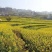 现榨农家纯正菜籽油非转基因5L