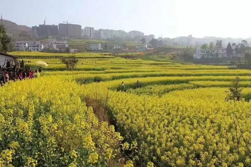 现榨农家纯正菜籽油非转基因5L