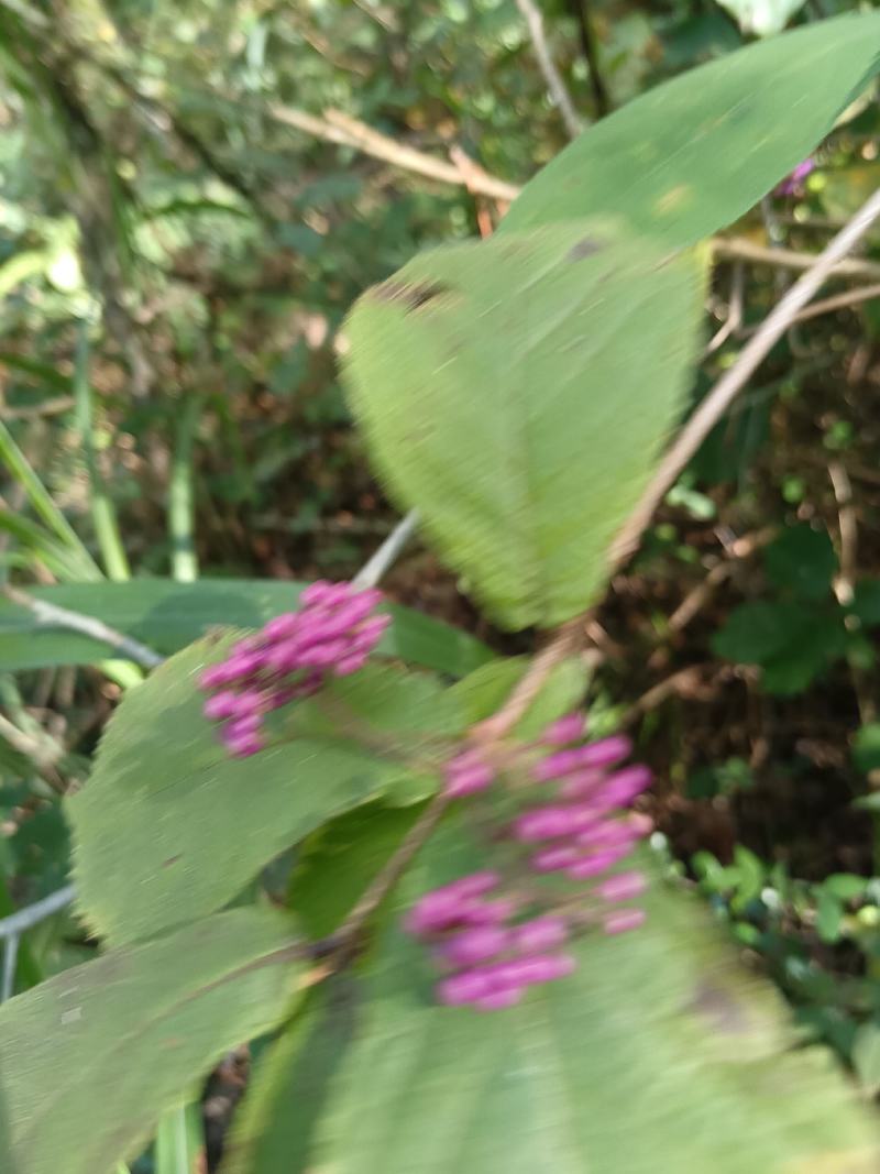 紫珠，大叶紫珠，裸花紫株