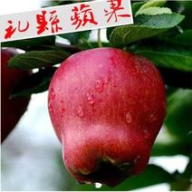 甘肃礼县精品-花牛苹果批发货源充足全国发货