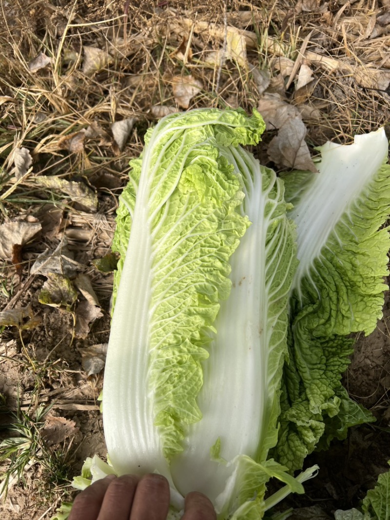 北京新三号白菜净菜4~6斤