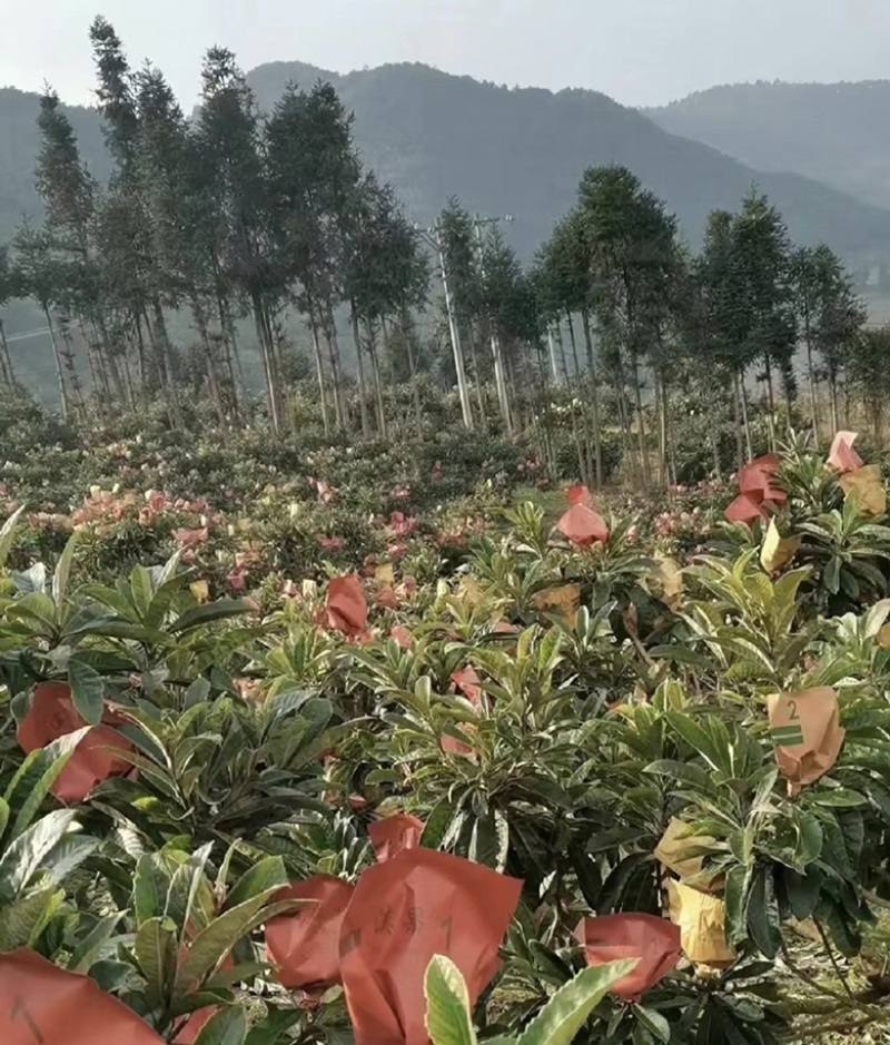 哈密瓜袋枇杷袋柠檬袋菠萝袋芒果袋规格齐全安徽直发