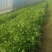 茼蒿