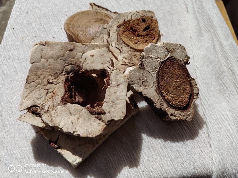 玉林茯神块产地直发保质保量欢迎各地老板选购