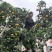 火龙果柑橘套袋尺寸规格齐全厂家直发量大从优欢迎联系