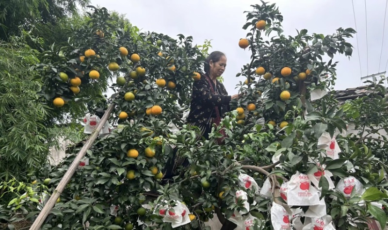 火龙果柑橘套袋尺寸规格齐全厂家直发量大从优欢迎联系