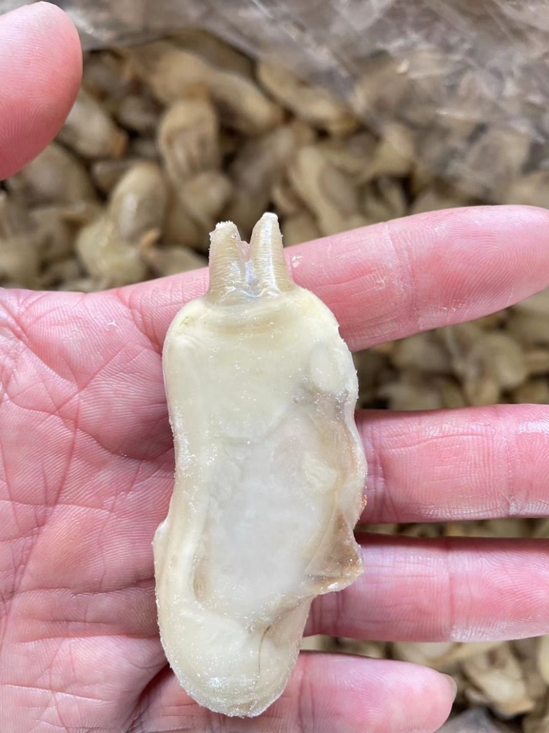 双头蛏去壳蛏子肉小人仙蛏王肉