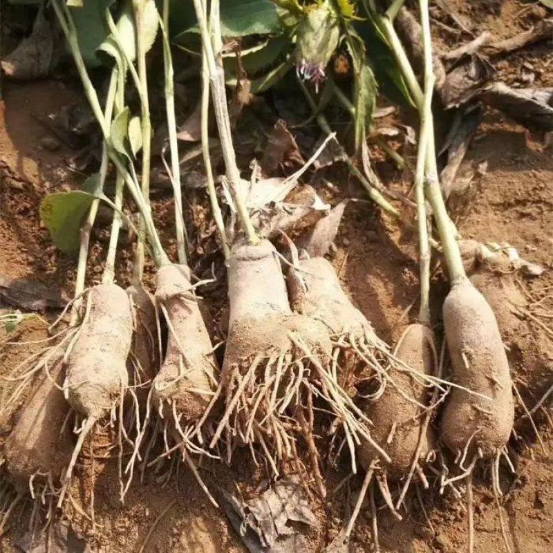 白术芽子白术秧苗，白术苗2025年白术芽子大量有货