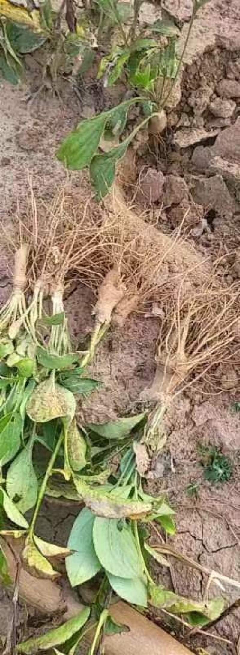 白术芽子白术秧苗，白术苗2025年白术芽子大量有货