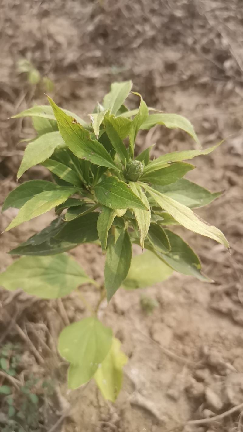 白术芽子白术秧苗，白术苗2025年白术芽子大量有货
