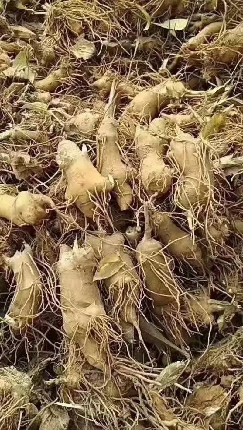 白术芽子白术秧苗，白术苗2025年白术芽子大量有货
