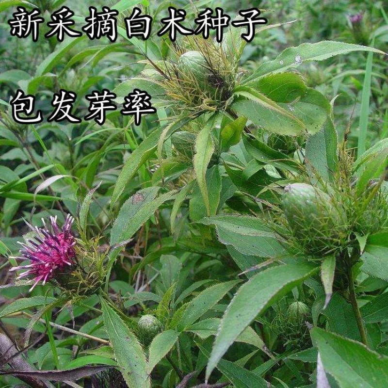 白术芽子白术秧苗，白术苗2025年白术芽子大量有货