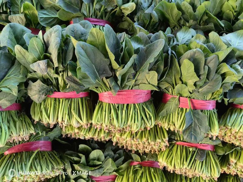 山东大叶菠菜精品菠菜一手货源实力代收代发代加工