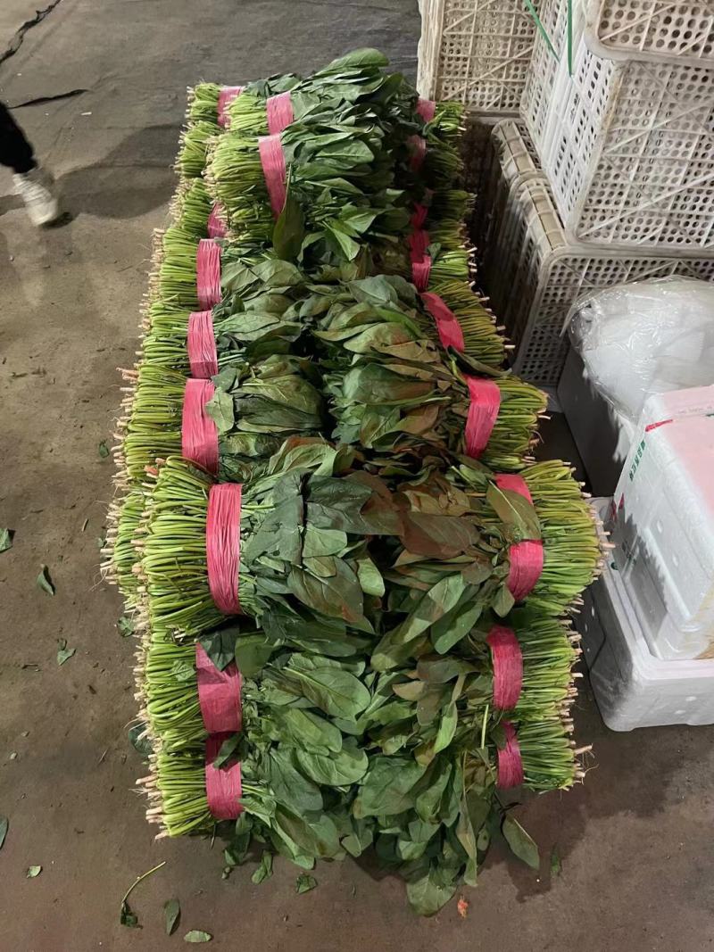 山东大叶菠菜精品菠菜一手货源实力代收代发代加工