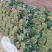 山东大叶菠菜精品菠菜一手货源实力代收代发代加工