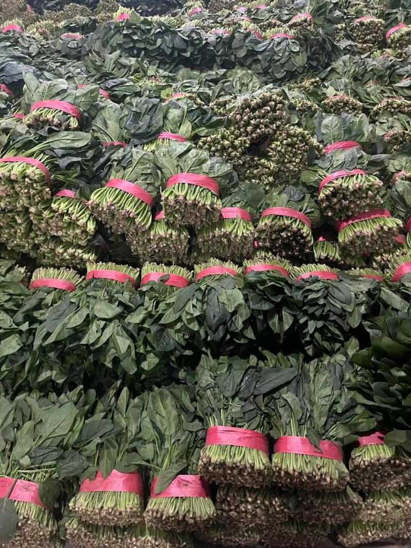 山东大叶菠菜精品菠菜一手货源实力代收代发代加工