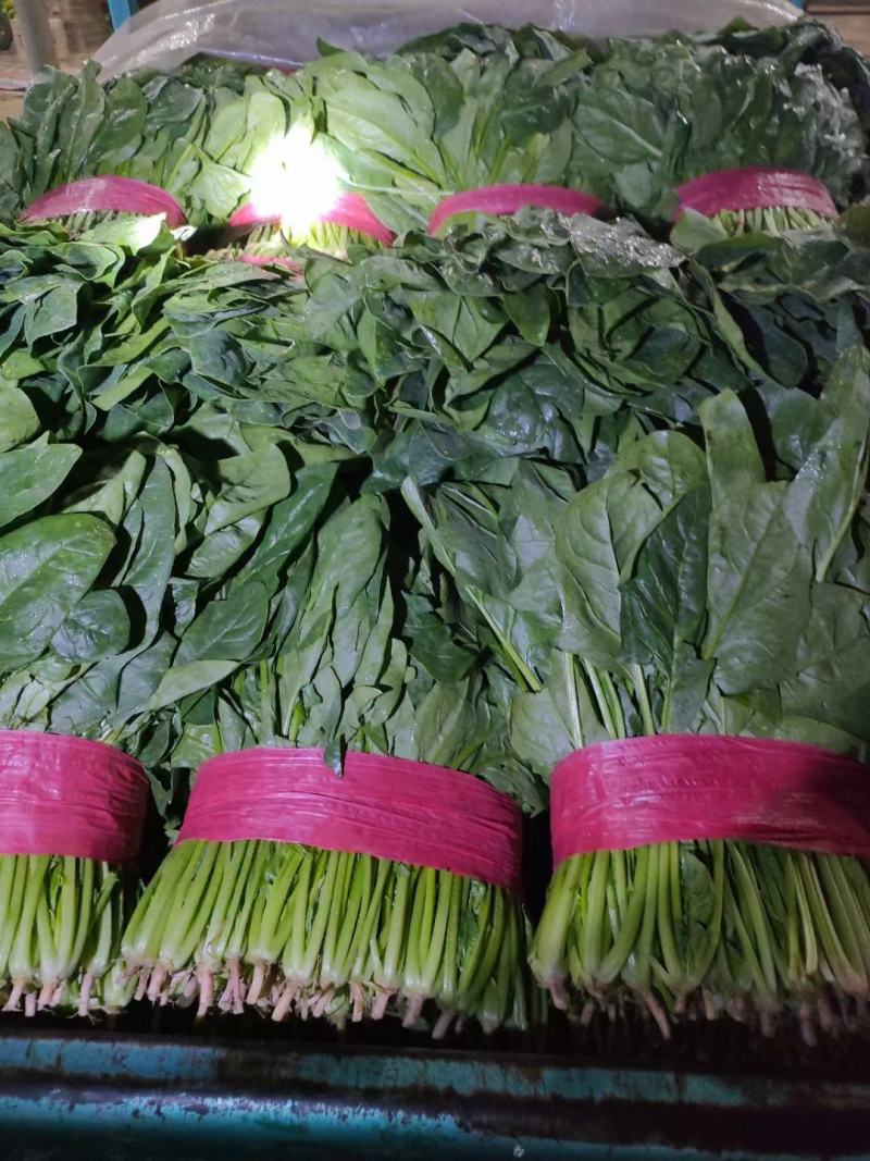 山东大叶菠菜精品菠菜一手货源实力代收代发代加工
