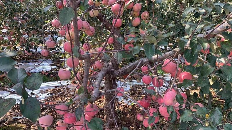 【苹果】山东红富士苹果皮薄多汁量大从优品质保证