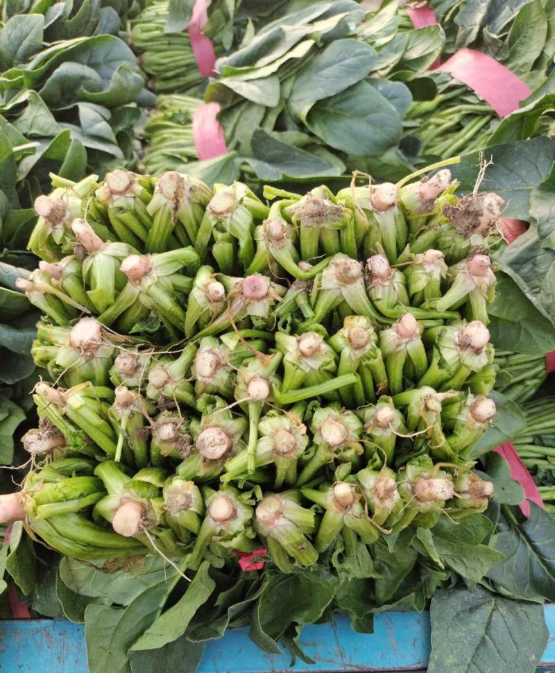 山东大叶菠菜精品菠菜一手货源实力代收代发代加工