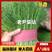河北邯郸永年本地茴香大量上市了，高20厘米—30厘米