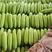 绿皮西葫芦聊城大棚西葫芦一手货源代收代发全国市场