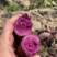 【精品红薯】紫薯湖北产地直供现挖现发工厂电商代发全国