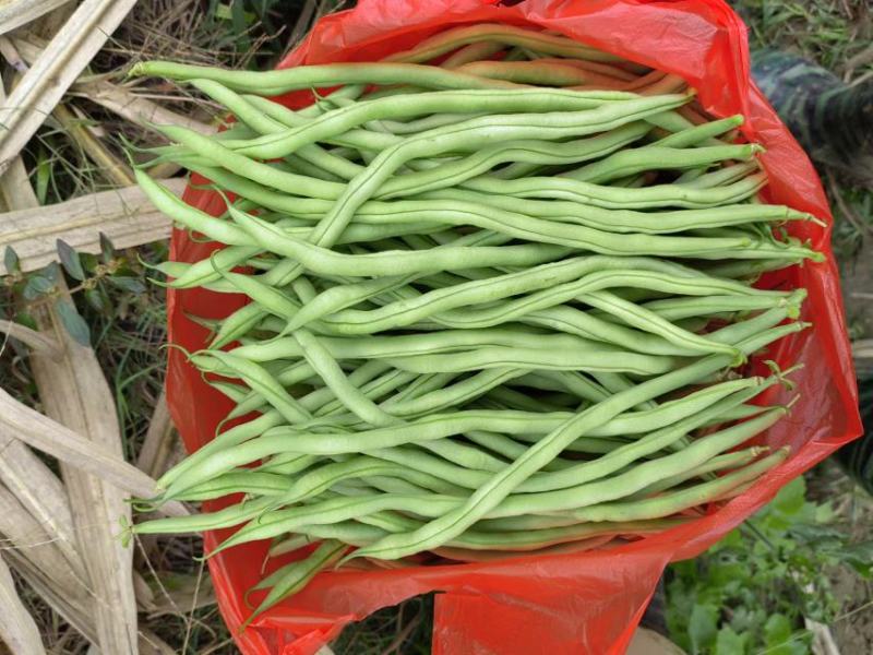 无丝豆山东无筋豆质量好一手货源代收代发全国市场