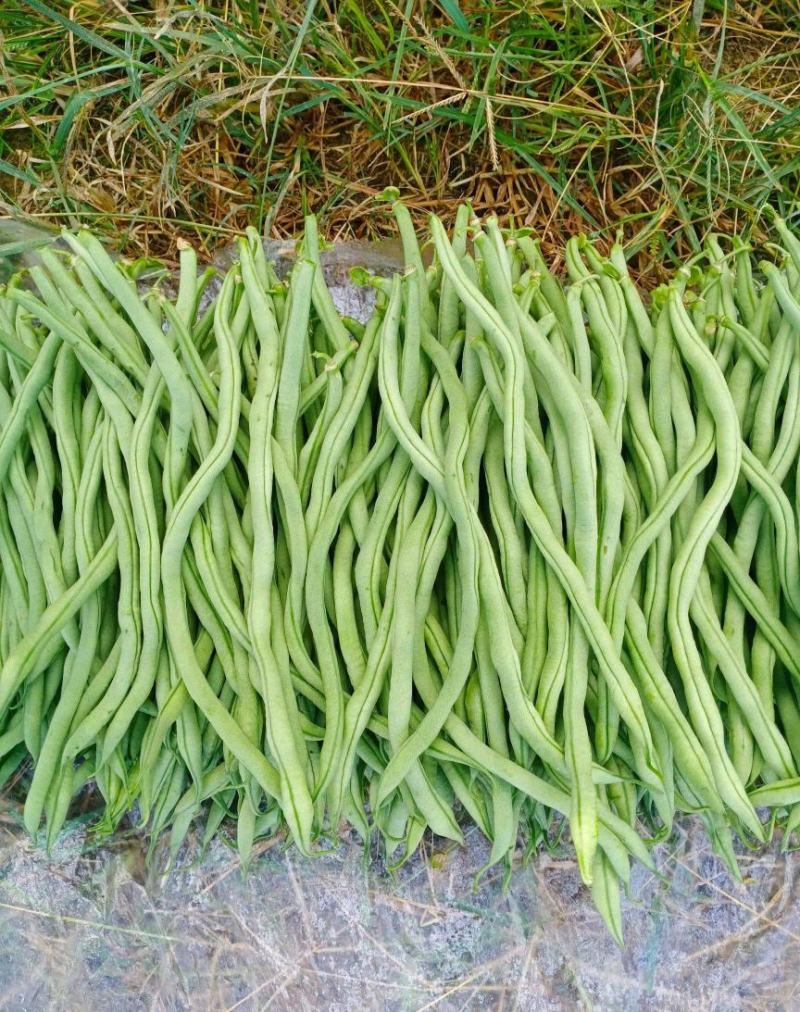 无丝豆山东无筋豆质量好一手货源代收代发全国市场
